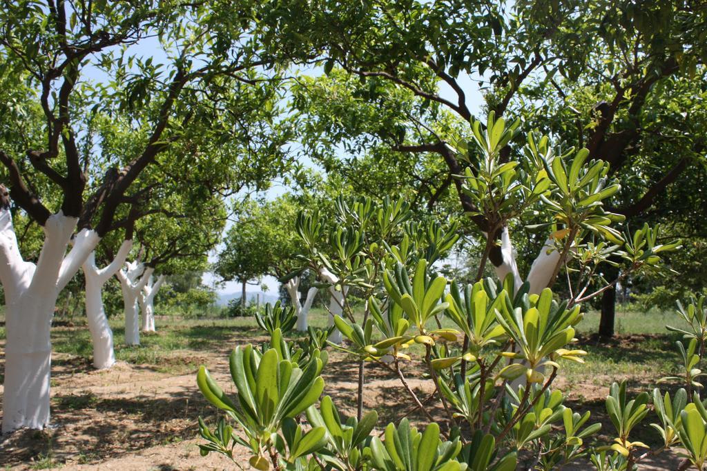 Azienda Agrituristica Biologica Il Querceto Santa Severina Exteriör bild