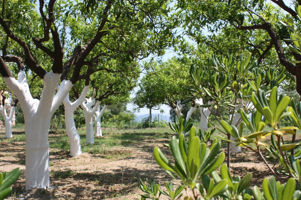 Azienda Agrituristica Biologica Il Querceto Santa Severina Exteriör bild